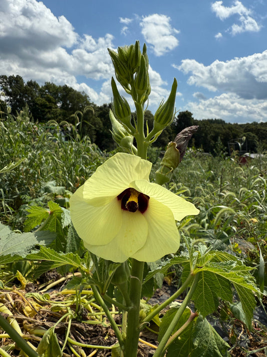 Farmer Mary's Field Notes - Week 35 2025