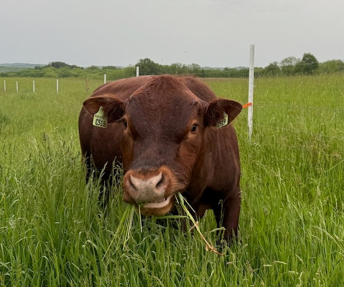2025 Beef Deposit