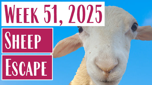 My BIGGEST Mistake: Our Sheep ESCAPED - Farmer Mary Field Notes (Week 51)