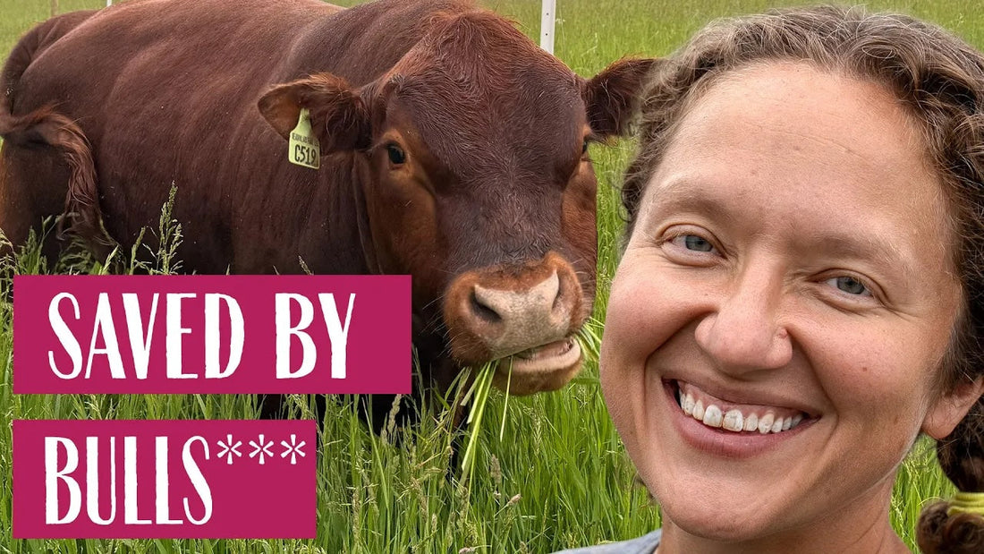 Saved by the Bull - Farmer Mary Field Notes (Week 36)