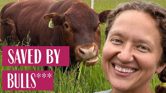 Saved by the Bull - Farmer Mary Field Notes (Week 36)